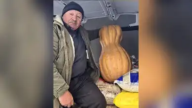 Sinop'ta Dev Bal Kabağı: 55 Kilo!